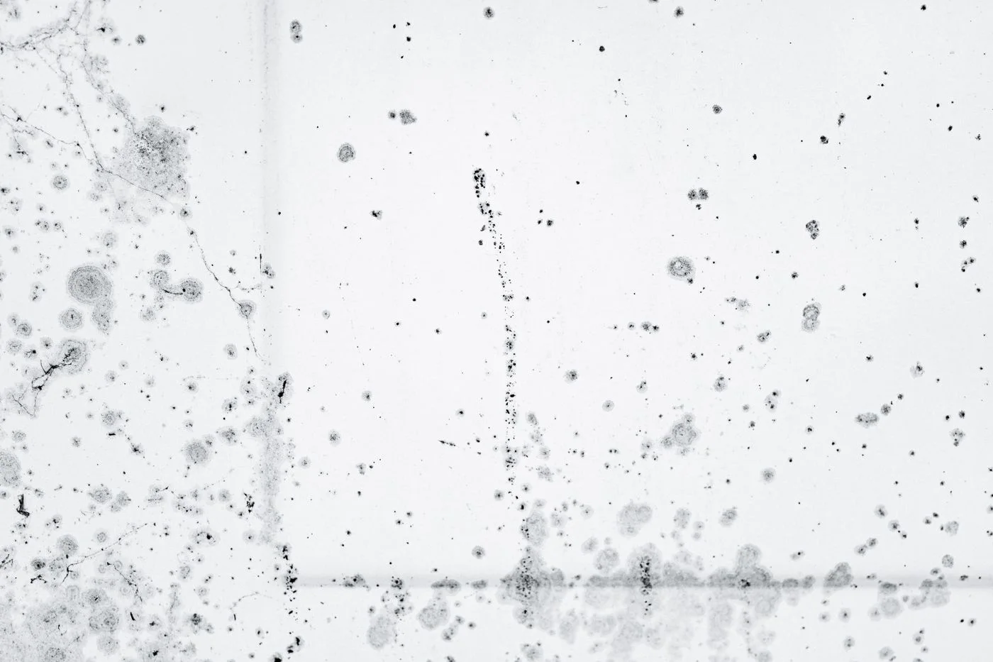 Dark mould spots on a light surface